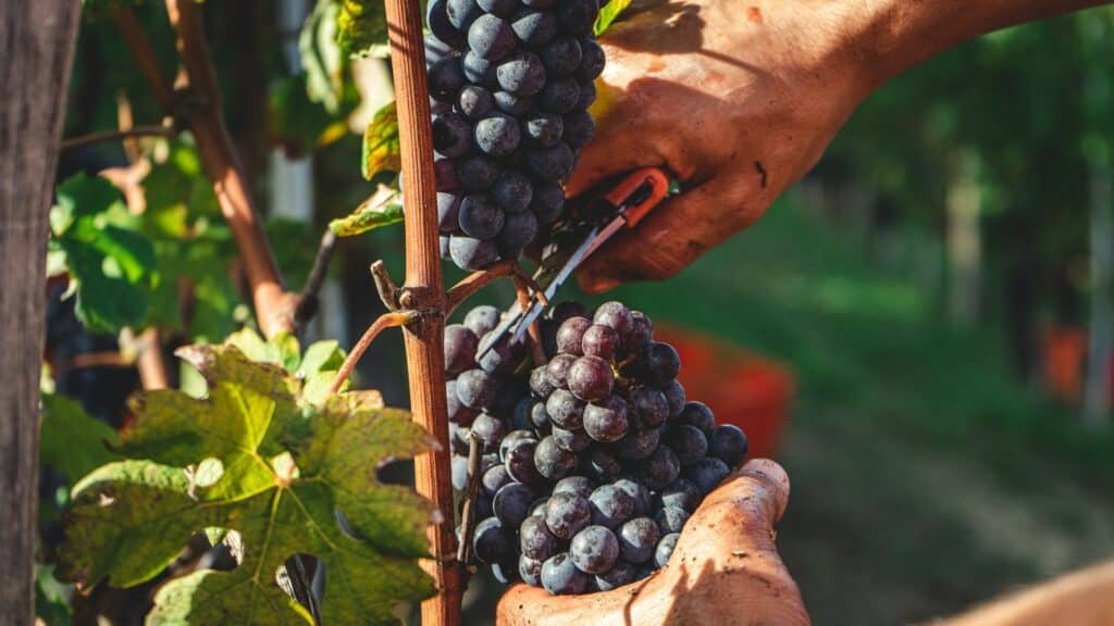 man harvests wine grapes