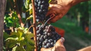 man harvests wine grapes