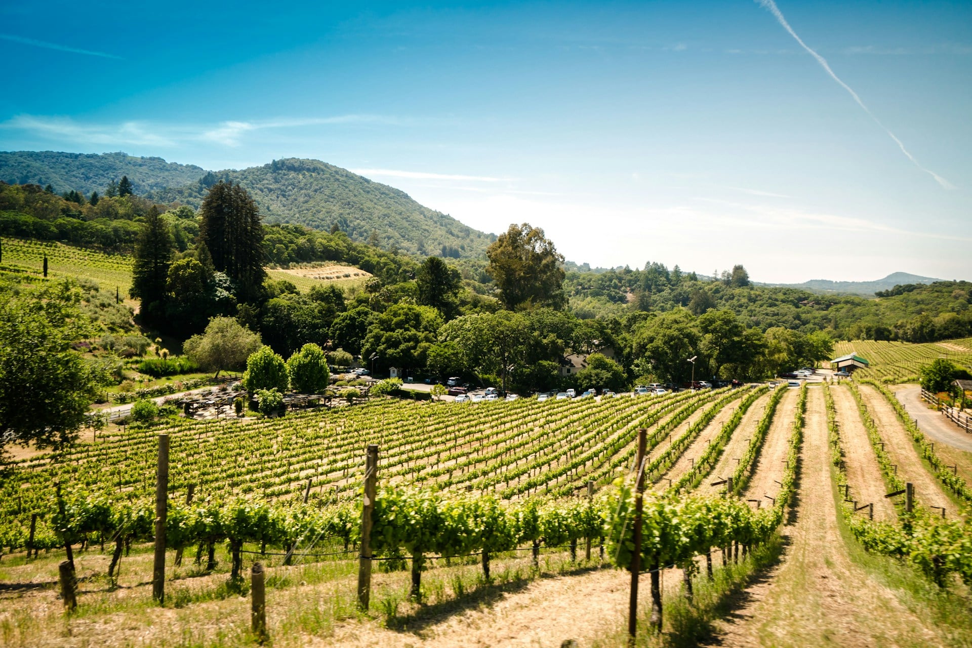 Rows in a California vineyard. 